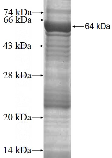 Recombinant Human FARP2 SDS-PAGE