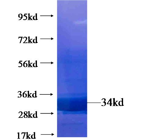 Recombinant human TFAM SDS-PAGE