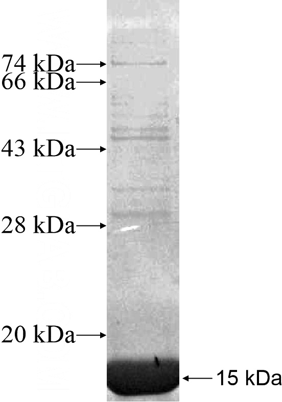 Recombinant Human POU4F3 SDS-PAGE