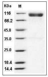 Mouse EphA4 / HEK8 Protein (Fc Tag) SDS-PAGE