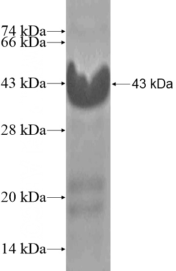 Recombinant Human GJA3 SDS-PAGE