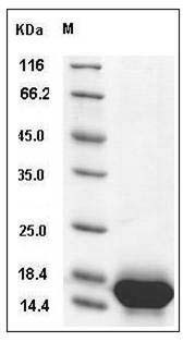 Mouse CXCL9 / MIG / C-X-C motif chemokine 9 Protein SDS-PAGE