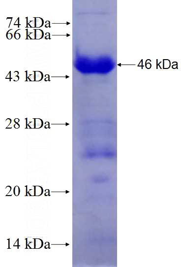 Recombinant Human TAF1C SDS-PAGE