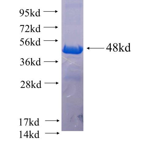 Recombinant human DUSP13 SDS-PAGE