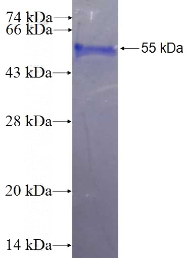 Recombinant Human EXTL3 SDS-PAGE