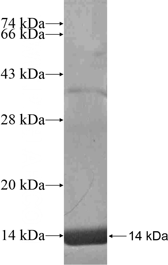 Recombinant Human NAALAD2 SDS-PAGE