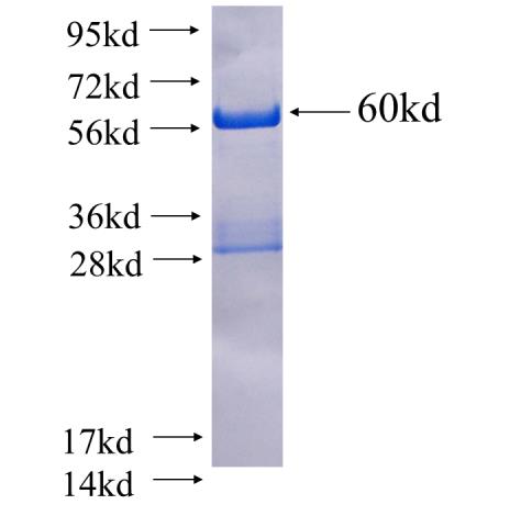 Recombinant human TIMM44 SDS-PAGE
