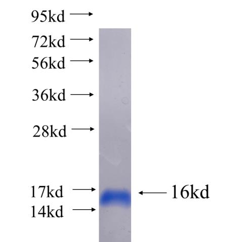 Recombinant human PDE6B SDS-PAGE