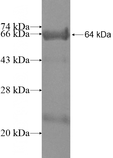 Recombinant Human GTF2IRD1 SDS-PAGE