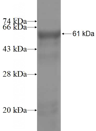 Recombinant Human HERC3 SDS-PAGE