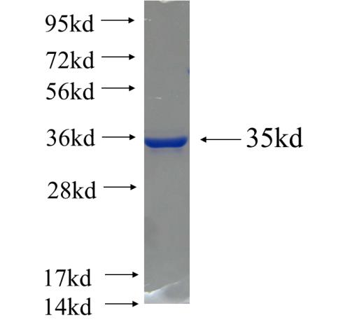 Recombinant human HNF4G SDS-PAGE