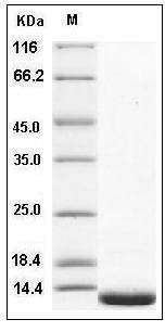 Mouse MIF / Migration Inhibitory Factor Protein SDS-PAGE