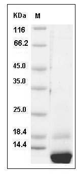 Human CCL15 / MIP-5 / MIP-1 delta Protein (aa 46-113, His Tag) SDS-PAGE
