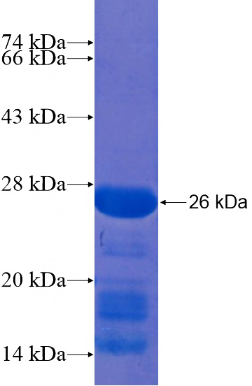 Recombinant Human PHF13 SDS-PAGE