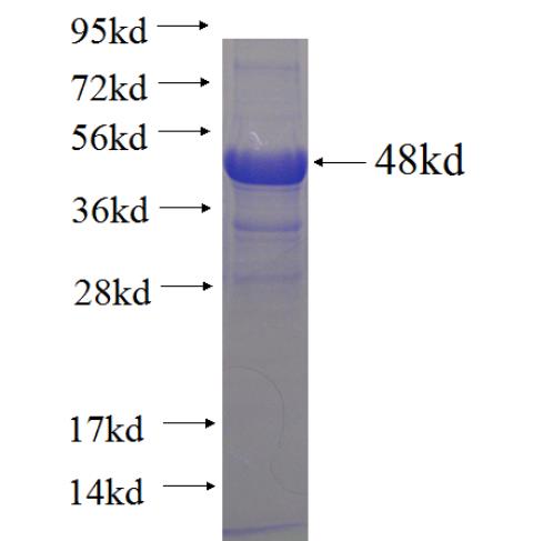 Recombinant human RBM39 SDS-PAGE