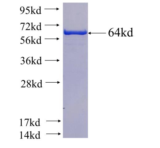 Recombinant human Gelsolin SDS-PAGE