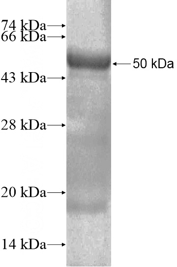 Recombinant Human PTGFRN SDS-PAGE