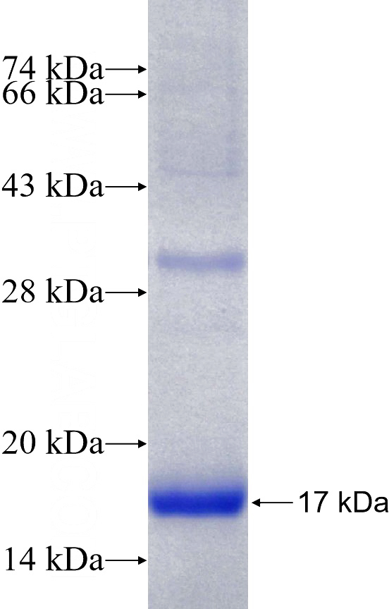 Recombinant Human CREBZF SDS-PAGE