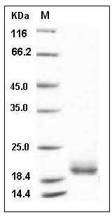 Human LAIR2 / CD306 Protein, Low Endotoxin SDS-PAGE
