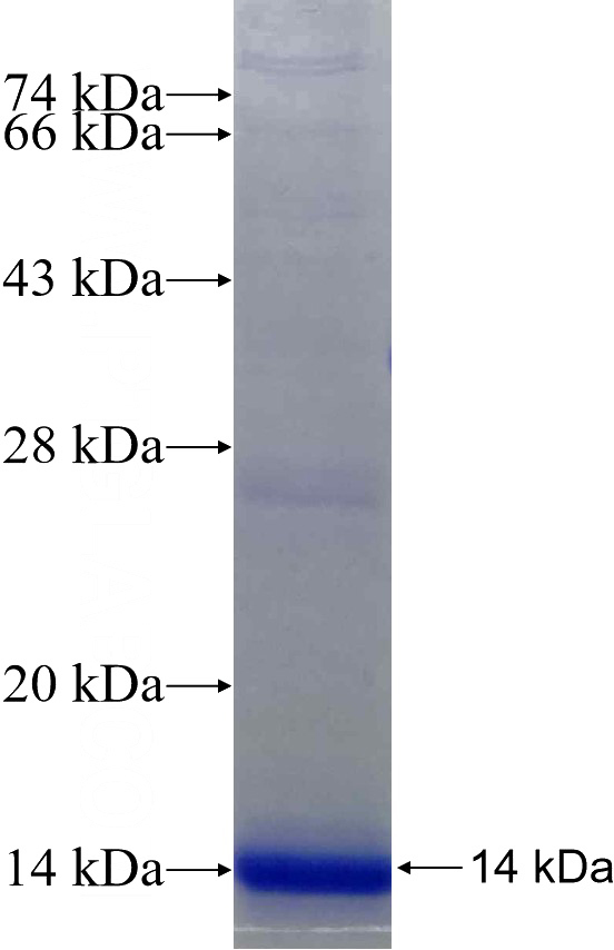 Recombinant Human LIN54 SDS-PAGE