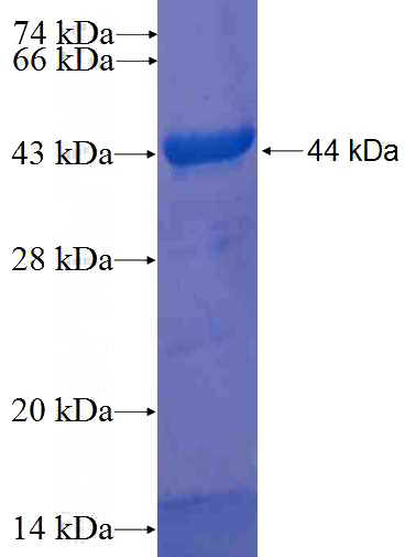 Recombinant Human PDIA3 SDS-PAGE