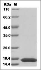 Il17f protein SDS-PAGE