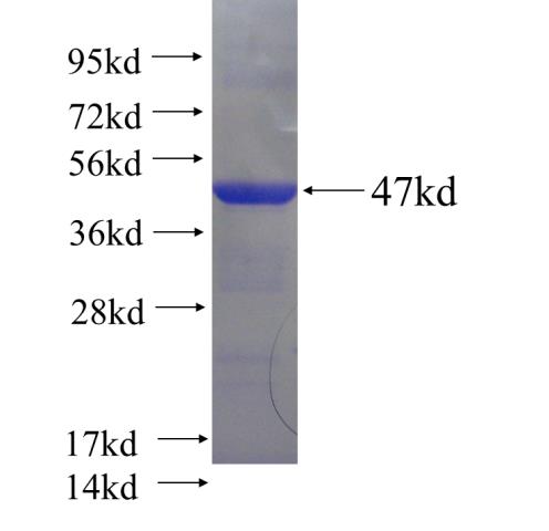 Recombinant human PRKACA SDS-PAGE