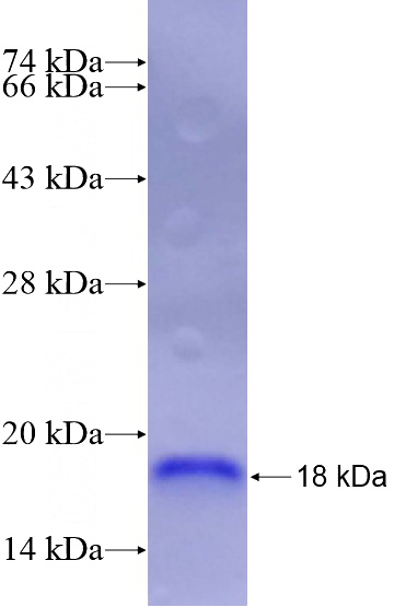 Recombinant Human RLN2 SDS-PAGE