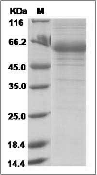 Human Adiponectin / Acrp30 / ADIPOQ Protein (Fc Tag) SDS-PAGE
