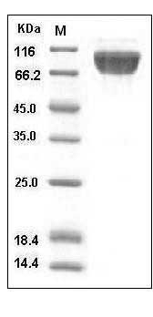 Human TrkA / NTRK1 Protein (His & Fc Tag) SDS-PAGE