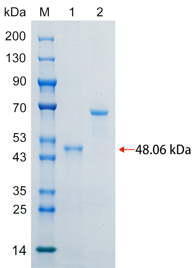 Recombinant SIG16 protein (His tag) SDS-PAGE