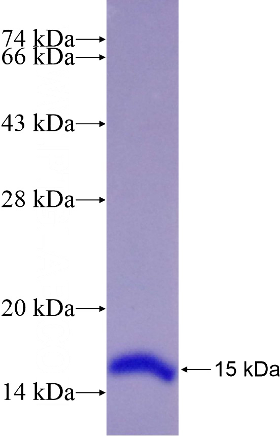 Recombinant Human PLAG1 SDS-PAGE