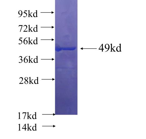 Recombinant human IDH3G SDS-PAGE