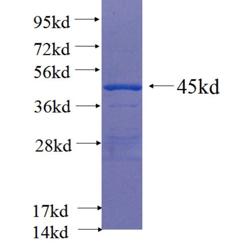 Recombinant human FGF13 SDS-PAGE