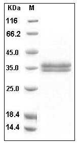 Human KLK13 / Kallikrein-13 Protein (His Tag) SDS-PAGE