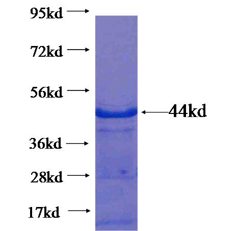 Recombinant human PCF11 SDS-PAGE