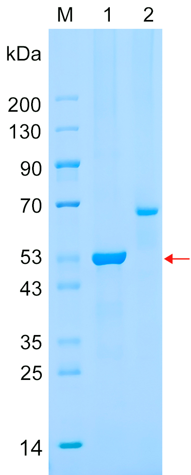 Recombinant DCAF5 protein (His tag) SDS-PAGE