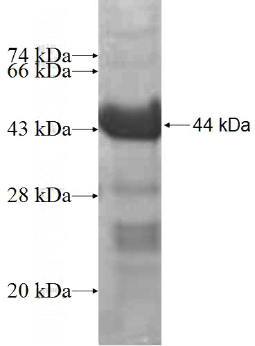 Recombinant Human PEX19 SDS-PAGE