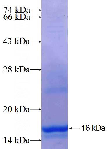 Recombinant Human XKRX SDS-PAGE