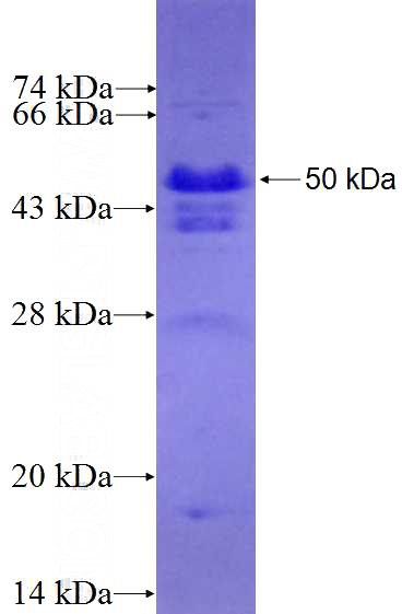 Recombinant Human AMOT SDS-PAGE