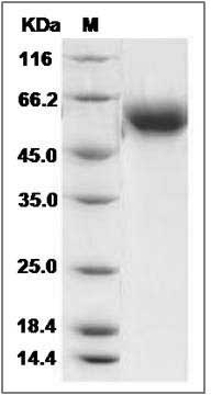 Human BPIFB1 / LPLUNC1 Protein (His Tag) SDS-PAGE