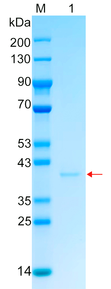 Recombinant TFB2M protein (His tag) SDS-PAGE