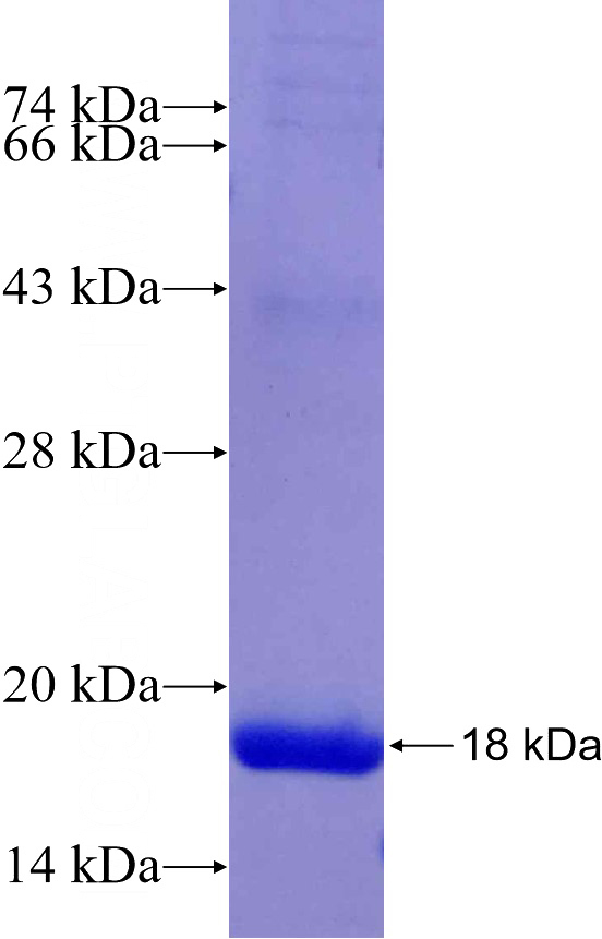 Recombinant Human GDF3 SDS-PAGE