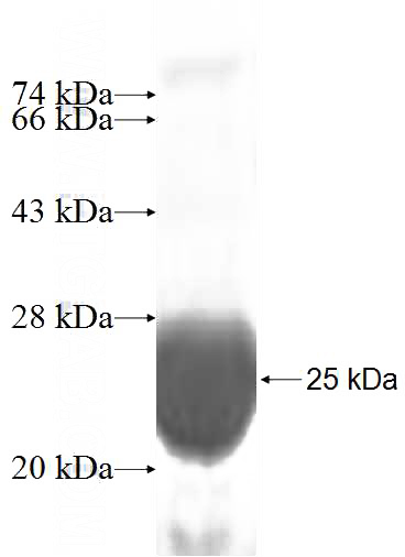 Recombinant Human PTGES3 SDS-PAGE