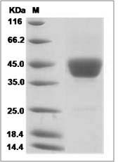 Mouse Cd52 / CDw52 Protein (Fc Tag) SDS-PAGE