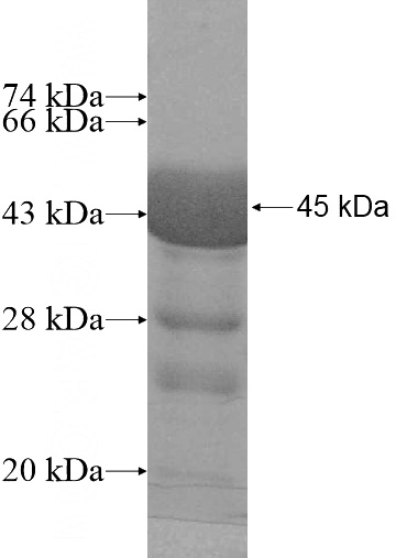 Recombinant Human ATG4D SDS-PAGE