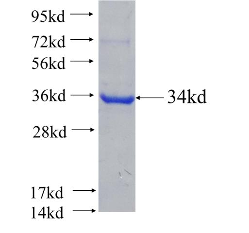 Recombinant human OLA1 SDS-PAGE