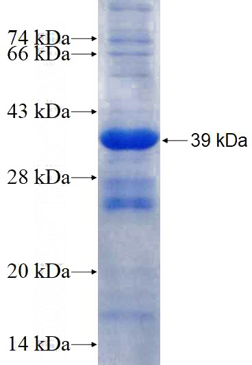 Recombinant Human PUSL1 SDS-PAGE