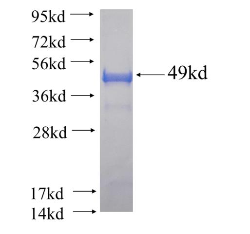 Recombinant human IIP45 SDS-PAGE