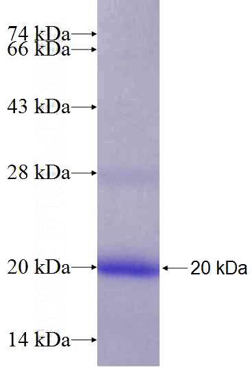 Recombinant Human C7orf41 SDS-PAGE